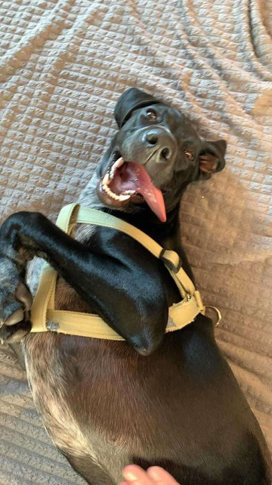 PRADA szuka nowego domu