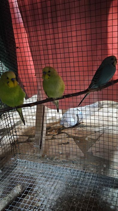 Periquitos australianos