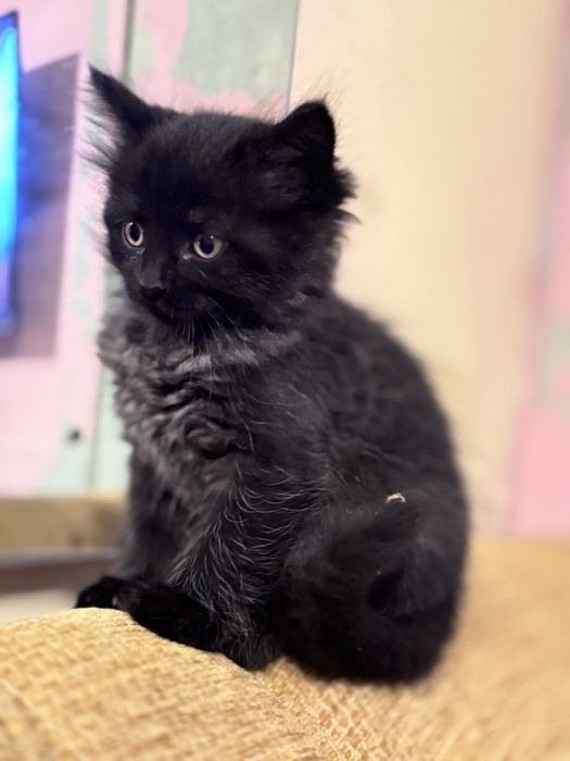 Adocao de lindos gatos