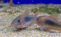 Corydoras aeneus de criação nacional