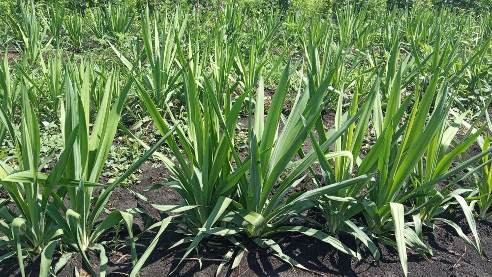 Двухлетняя Юкка садовая нитчатая,