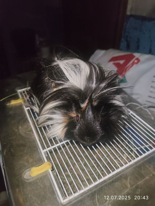 Срочно продам морских свинок розеточных