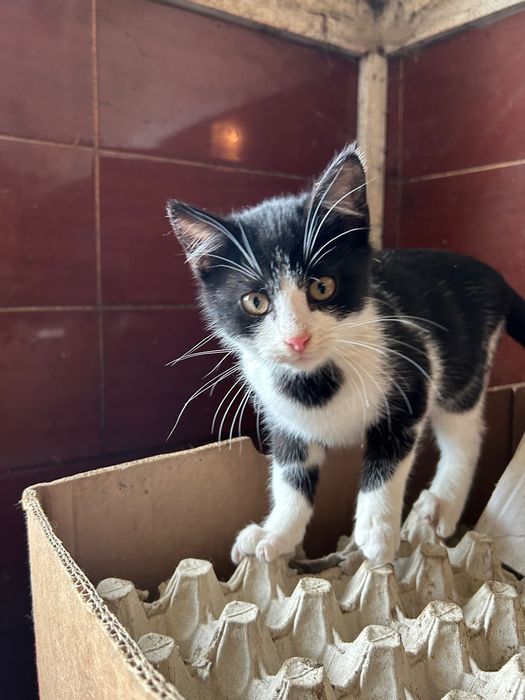 Oddam kotki w dobre ręce