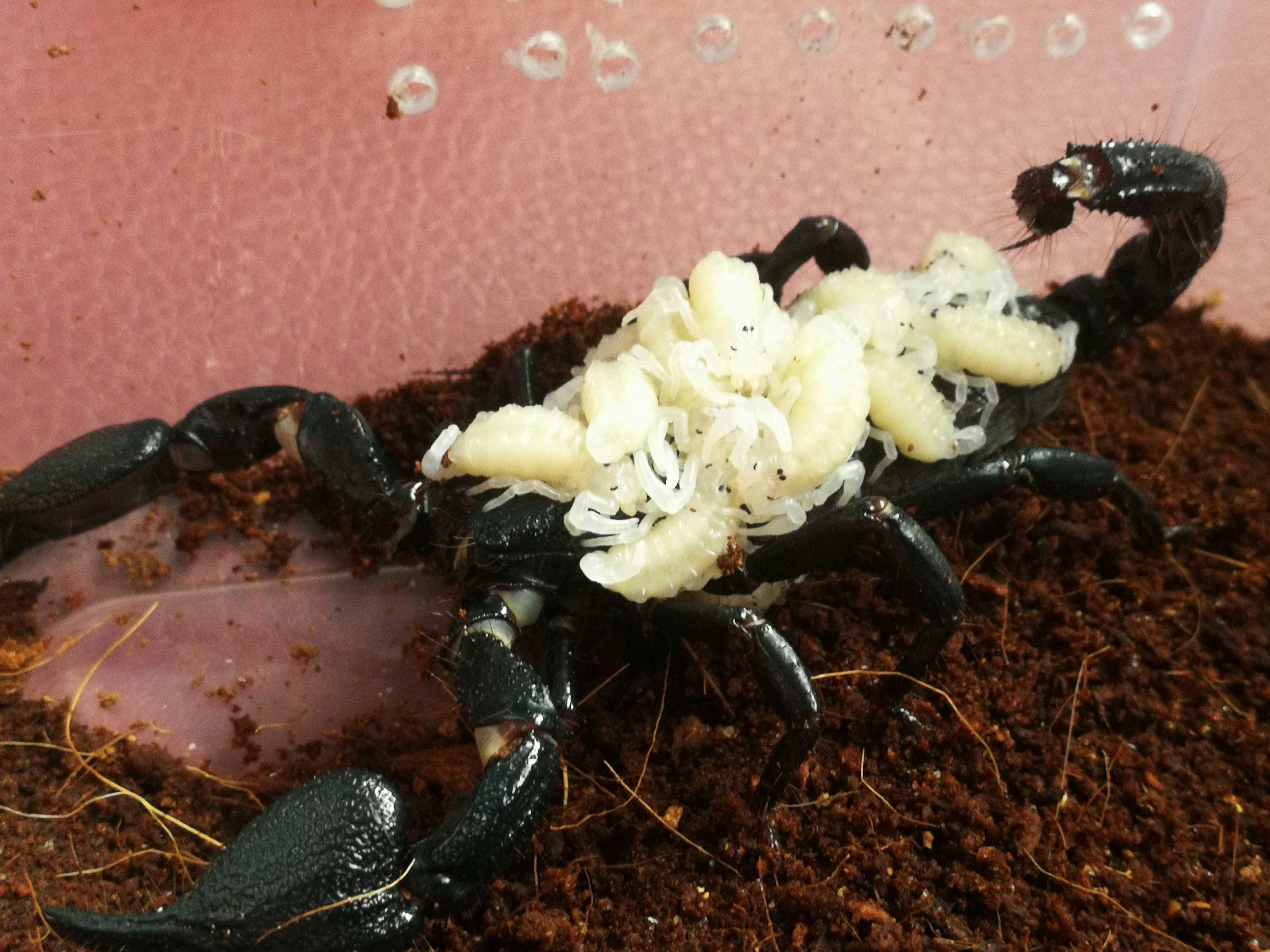 Skorpion, ptasznik Heterometrus/Babycurus/Chaerilus/Janalychas