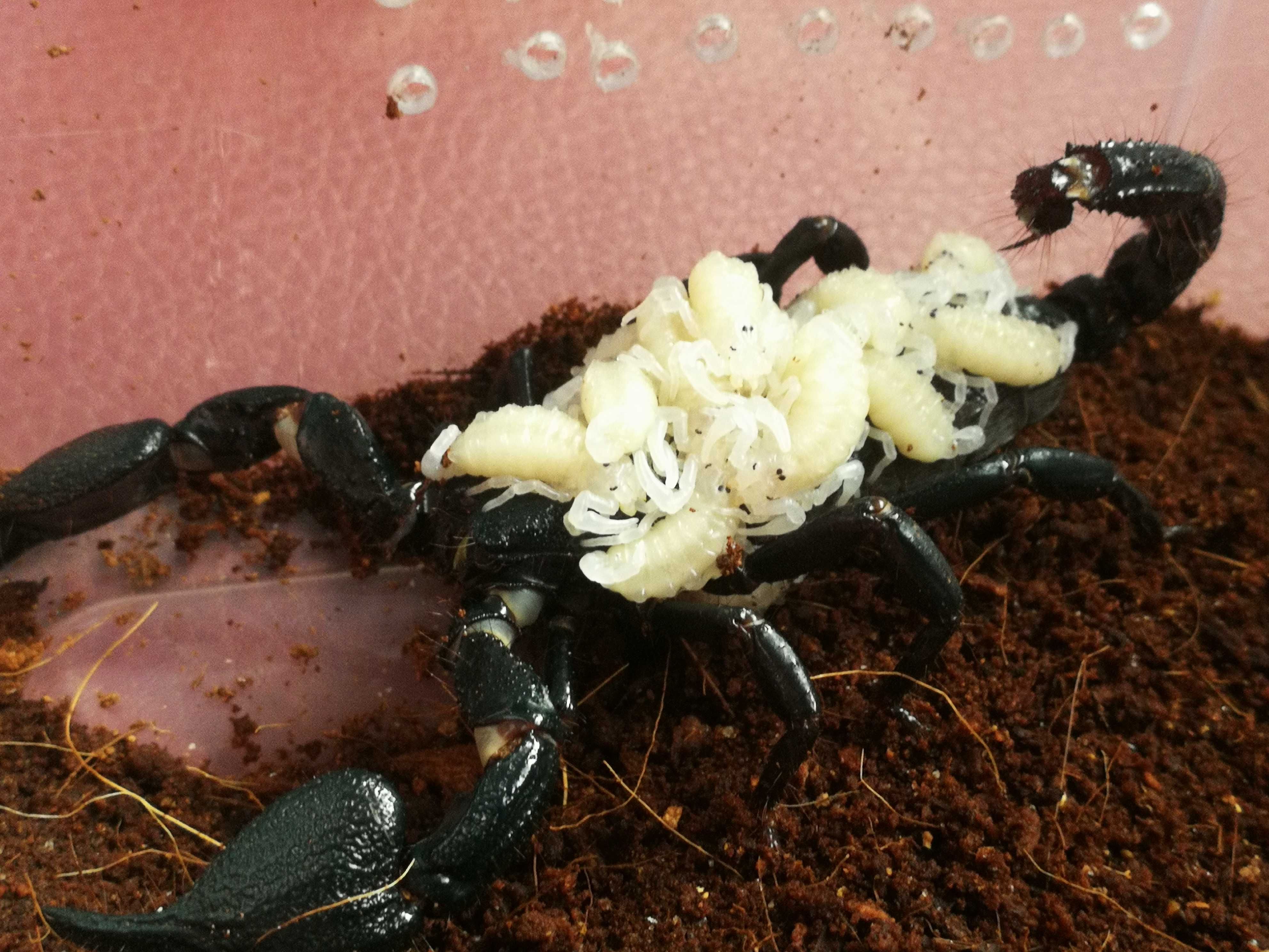 Skorpion, ptasznik Heterometrus/Avicularia/Babycurus/Chaerilus