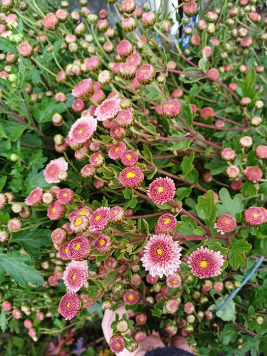 Гвлячкова хризантема