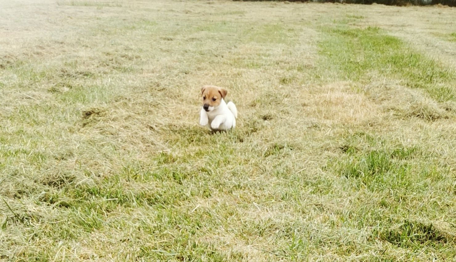 Sprzedam Śliczną suczke Jack Russell Terrier