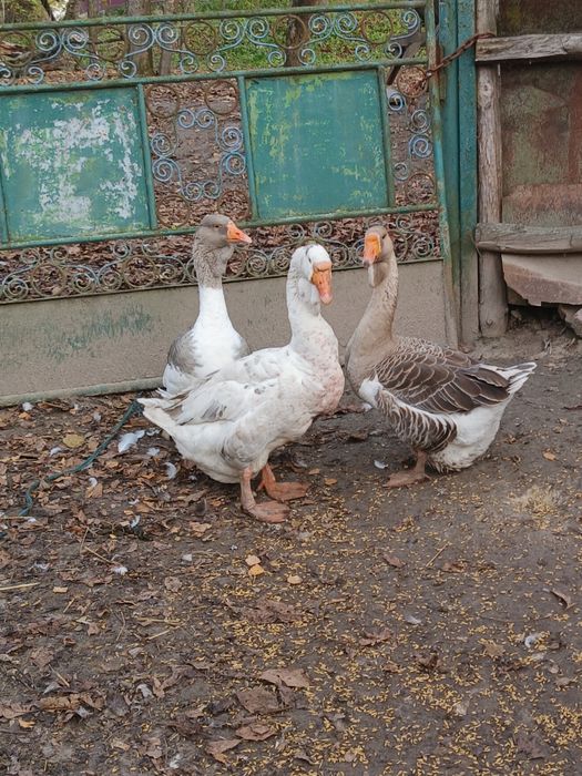 Продам сім'ю гусей
