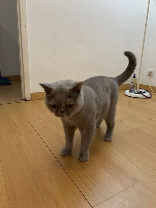 British shorthair adopção responsável
