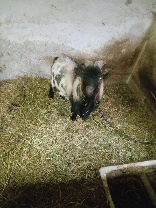 Sprzedam kozła miniaturkę