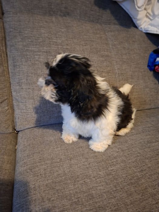 Pieski shih-tzu.