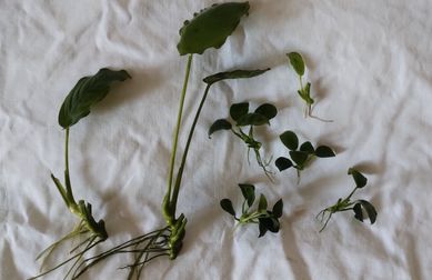 Anubias - roślina akwariowa