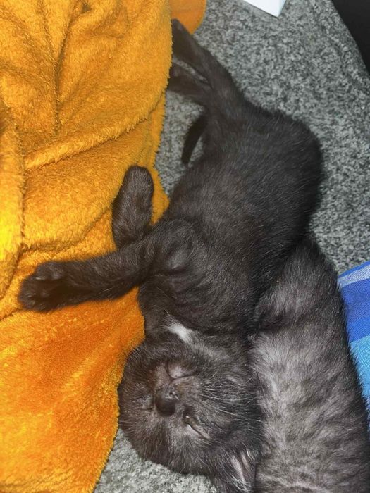 4 kociaki szukają Kochających domów