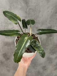 Philodendron Black Billitiae