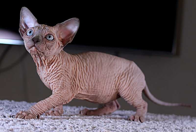 Шкурастый мальчик. Топ эксклюзив, высшего качества.