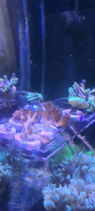 Pocillopora tricolor