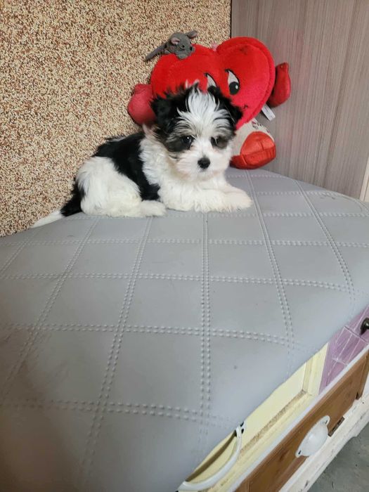 Suczka yorkshireterrier biewer