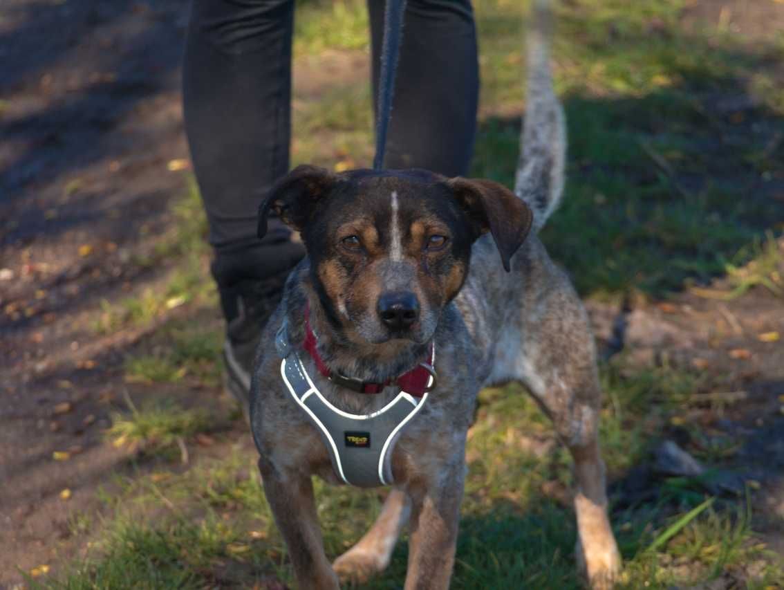 Kosmo - kosmicznie fajny psiak, przyjazny poleca się do adopcji.