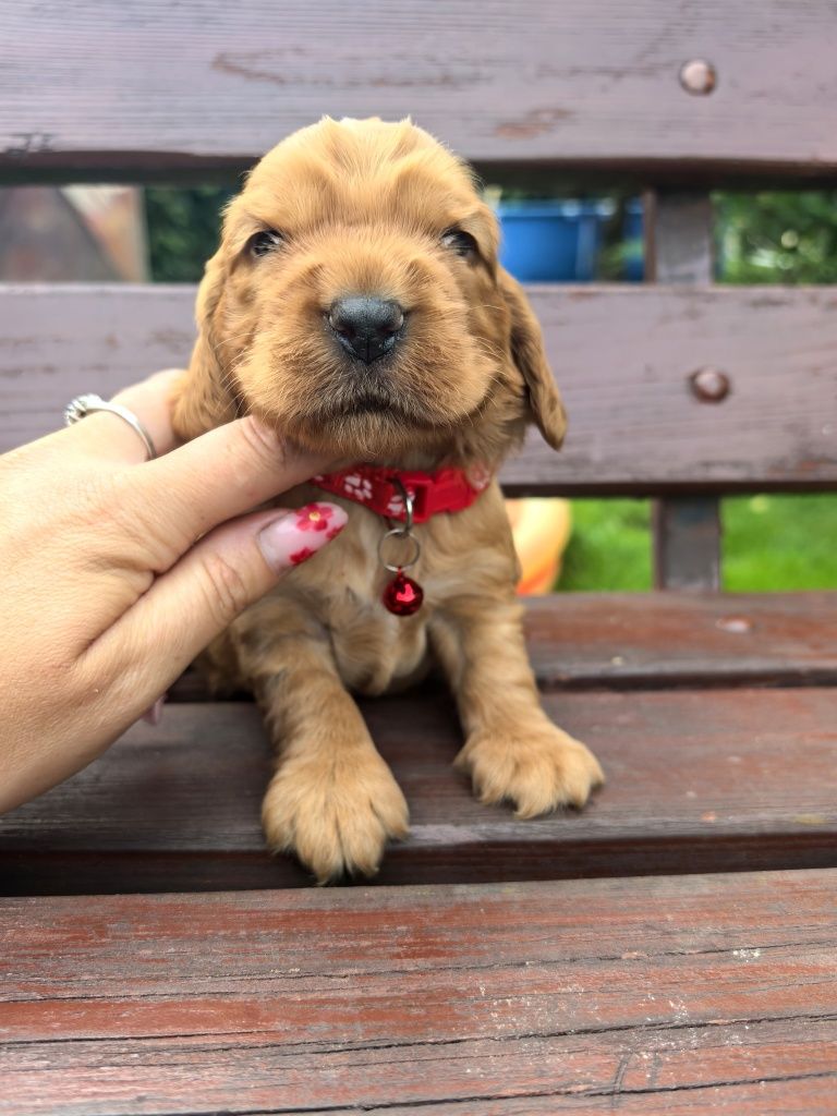 Śliczny szczeniak cocker spaniel