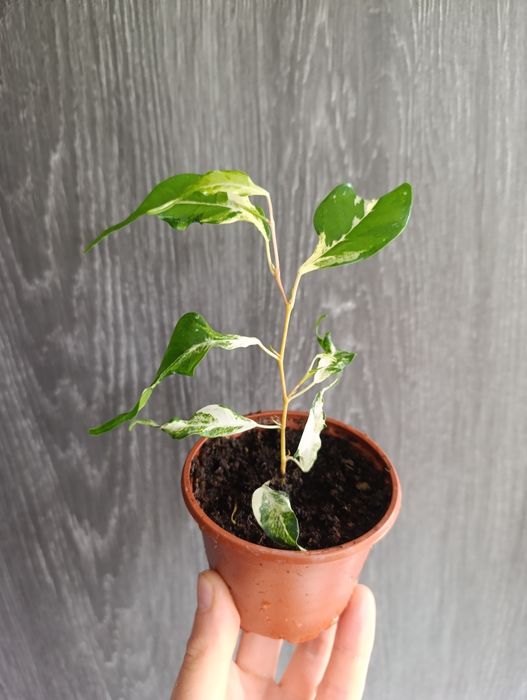 Продам Фікус Кьорлі
