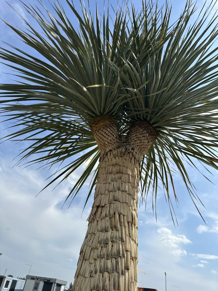 Yucca Roztrata Juka Roztrata MultiHead Okazja