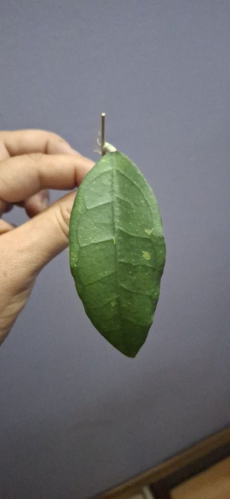 Hoya Clemensiorum i Gunung Gading