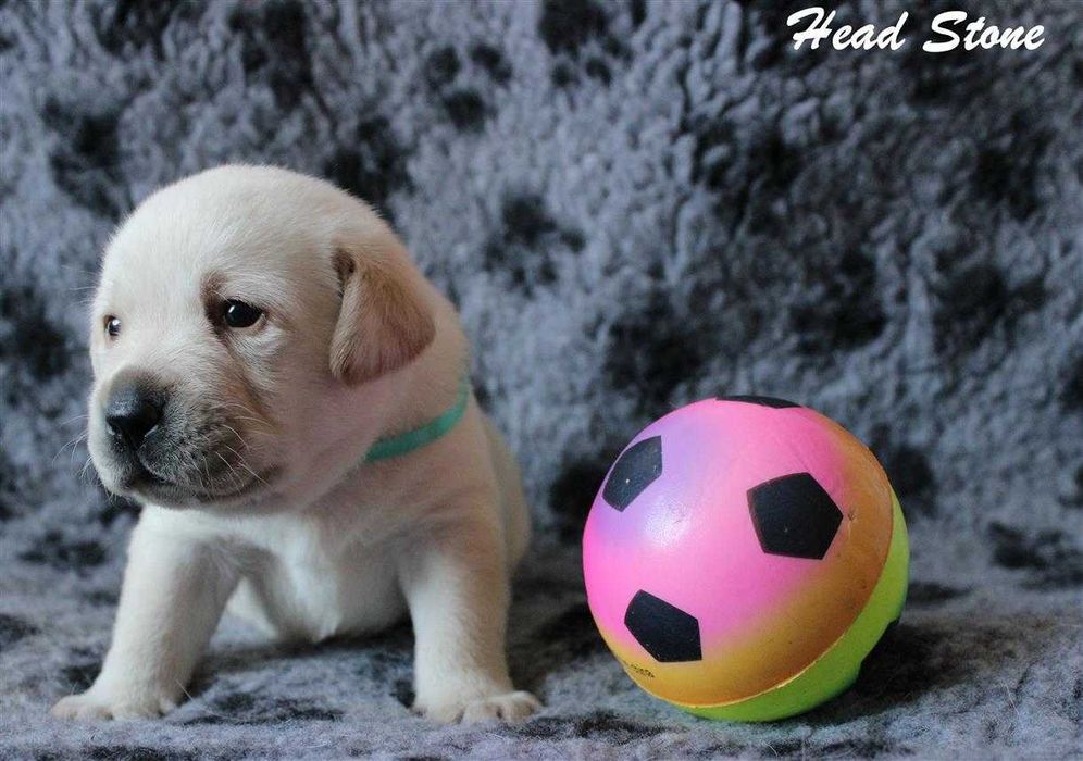 Лабрадор ретривер