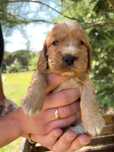 Cocker spaniel angielski