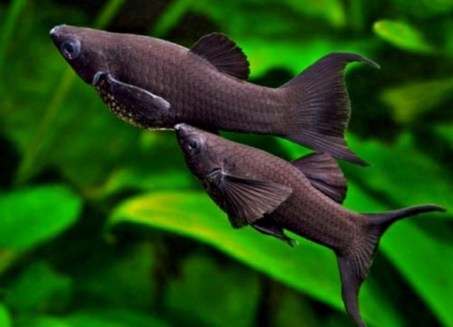 Molinezja Czarna (Black Molly) rybki akwariowe