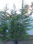 Cedro Leylandii 200 cm  ou +/ parede verde / ocultação
