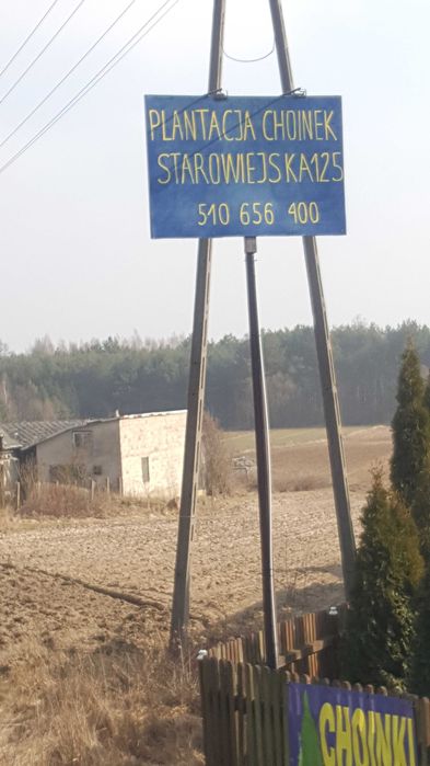 Świerk do ogrodu ,na działkę prosto z plantacji.