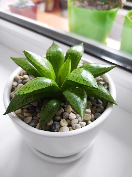 Хавортія Haworthia Comptoniana