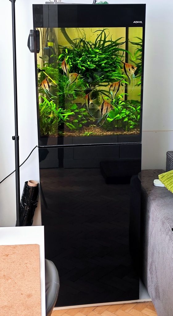 Akwarium Aquael Glossy Cube-kompletny zestaw z żywą obsadą, akcesoria!
