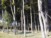 Vendo uma plantação de carvalhos americanos com 32 anos de 130 pés