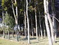 Vendo uma plantação de carvalhos americanos com 32 anos de 130 pés