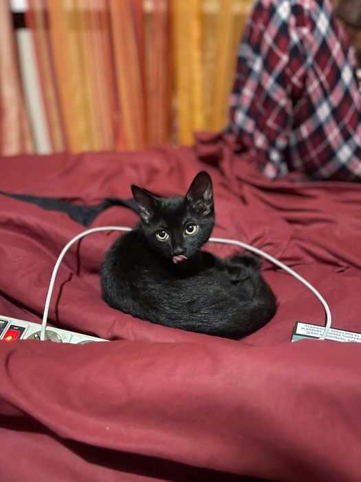 Кішечка в добрі руки