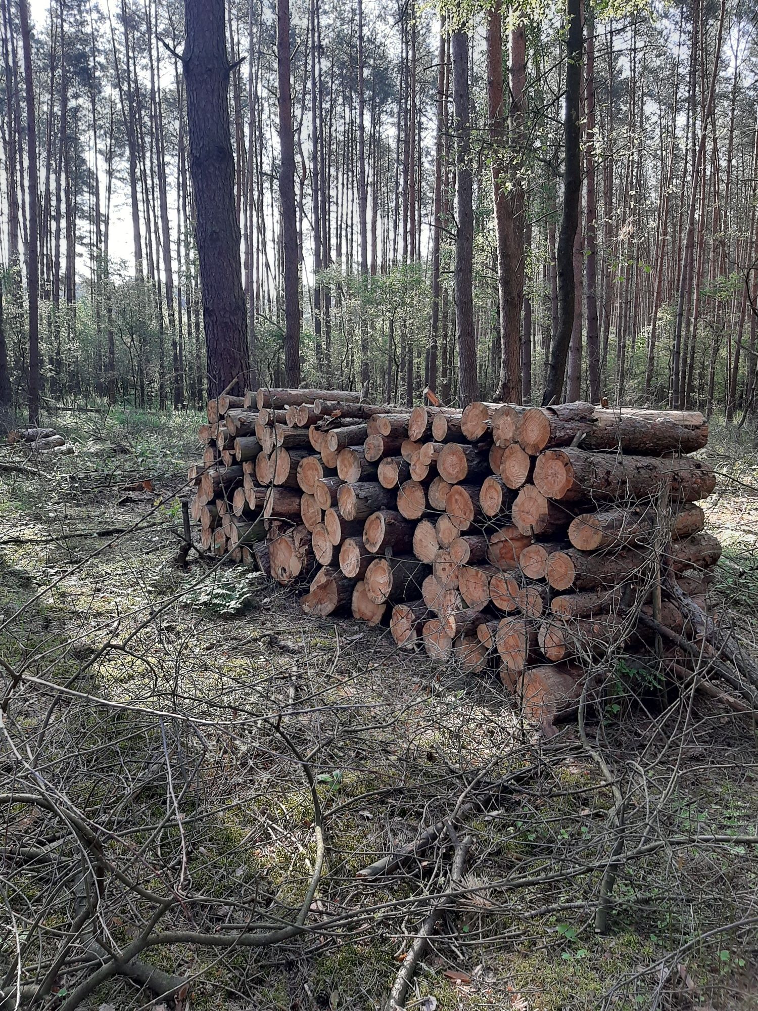 Drewno opałowe ,  sprzedaż drewna ,  Sosna