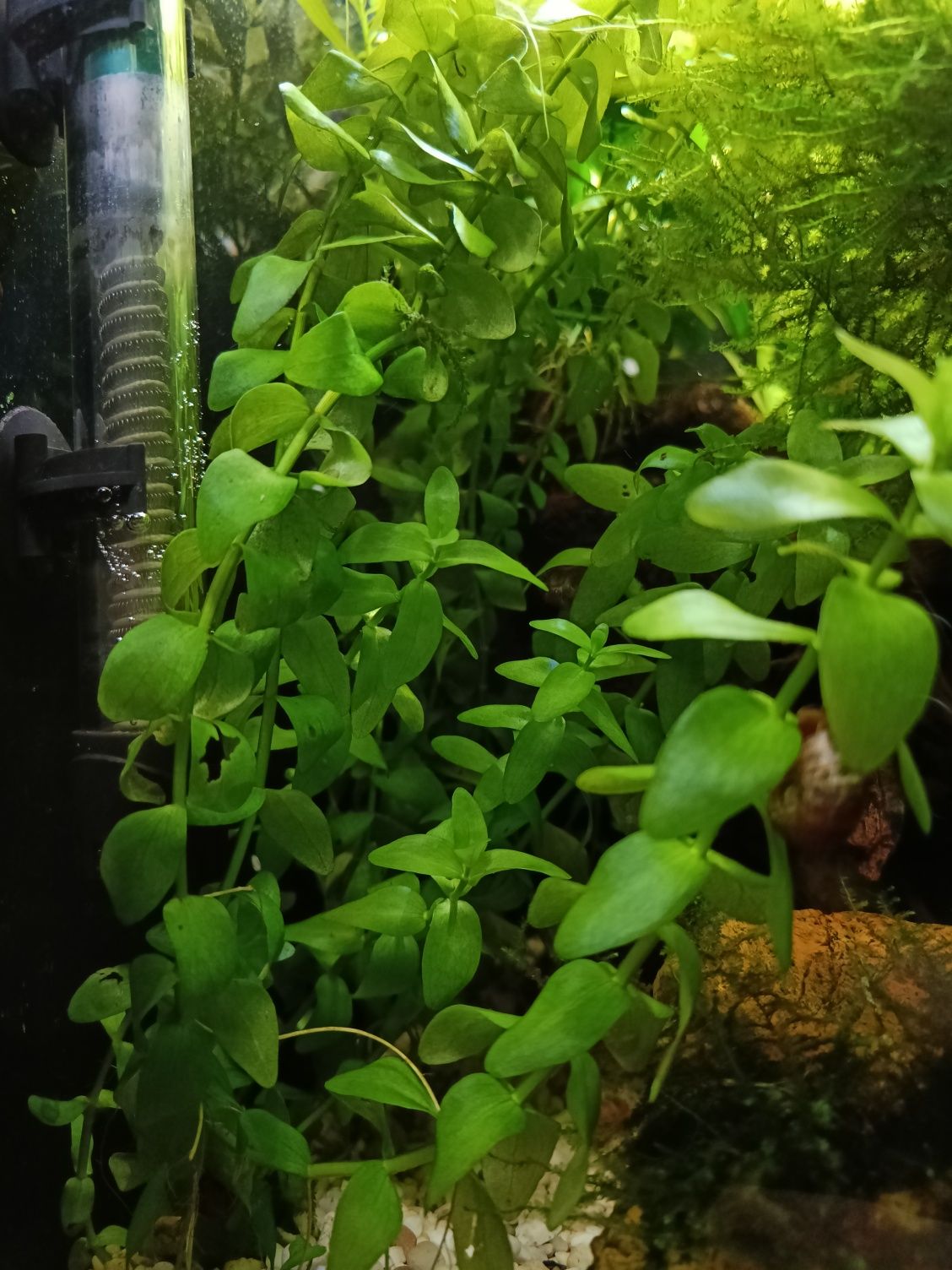 Plantas de aquário