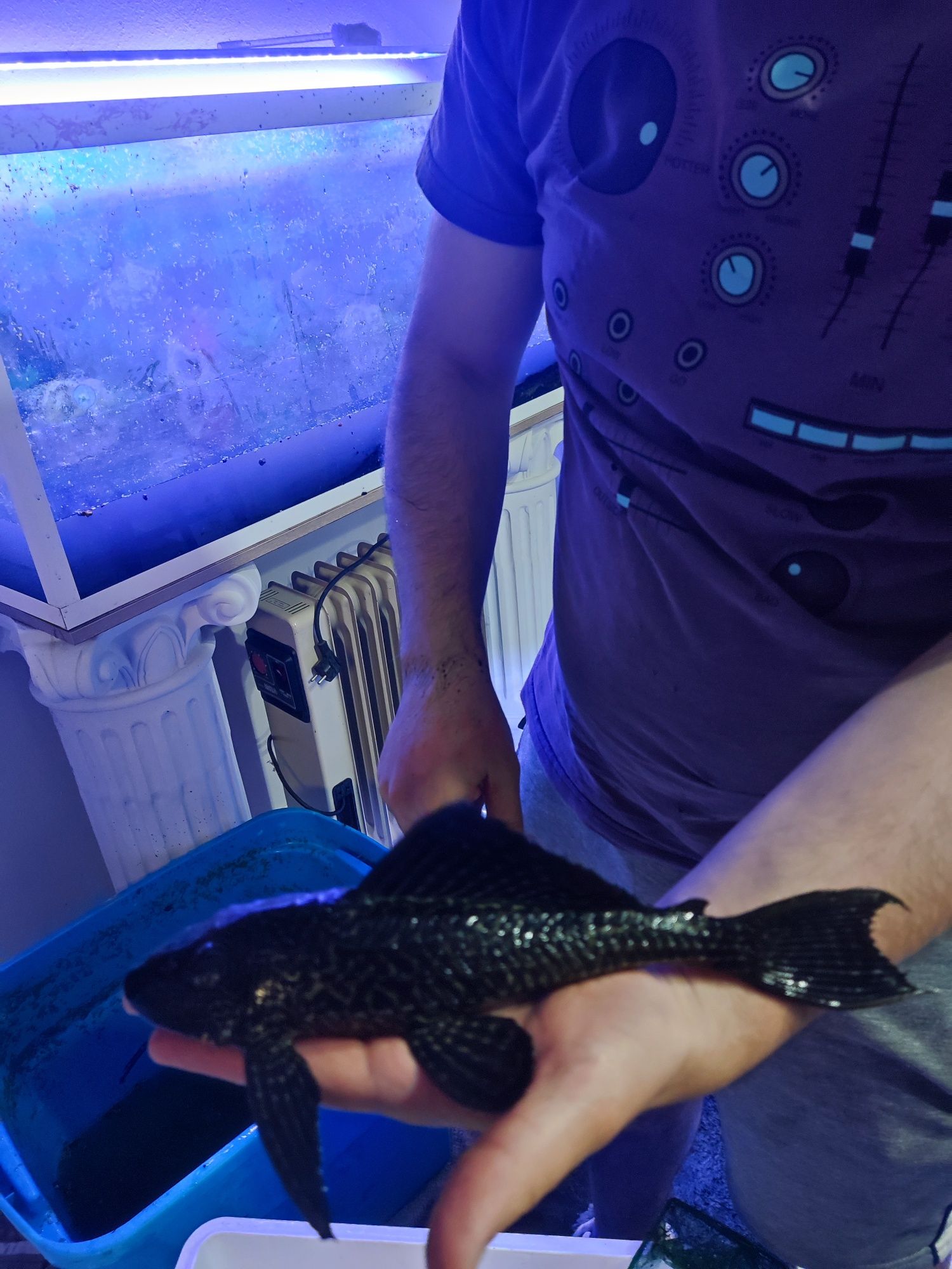 Pleco comum (ler descrição)