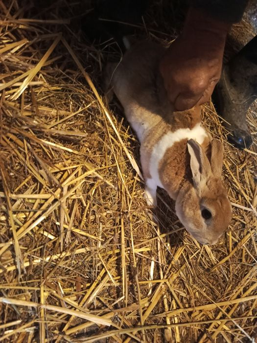 Sprzedam samce i samice