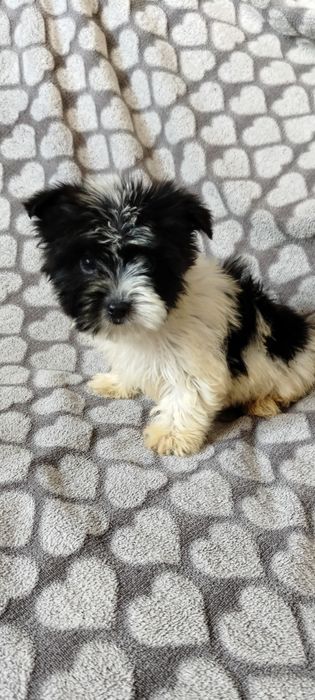 Yorkshire terrier biewer