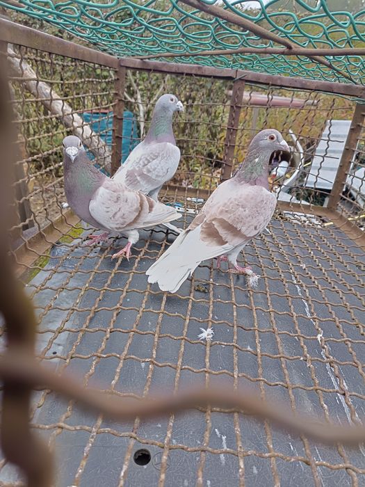 Sprzedam gołębie pocztowe