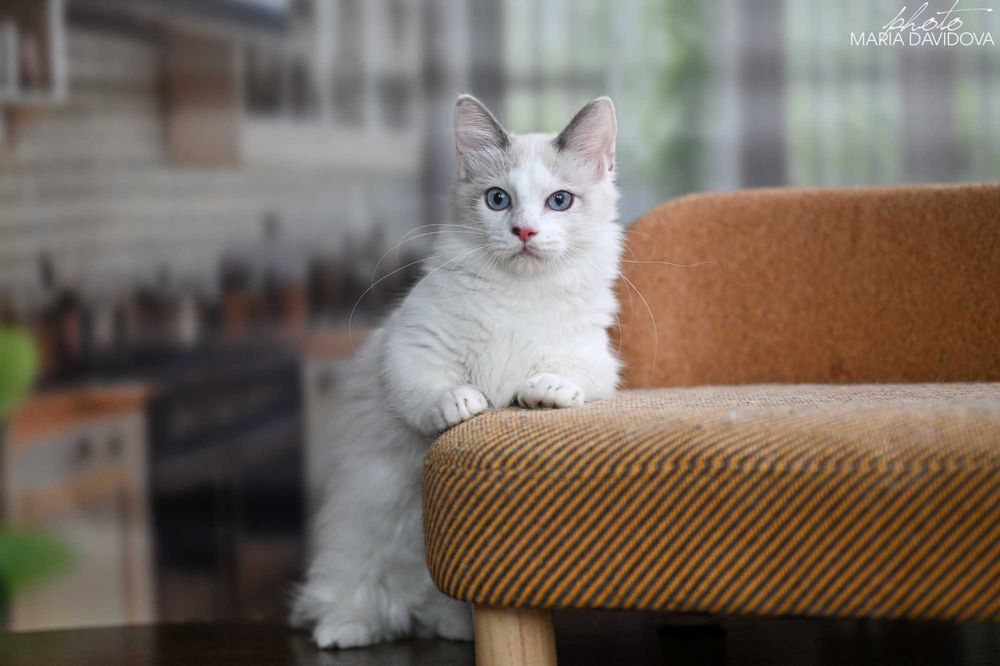 Уникальный голубоглазый кот — суперэлитный красавец!