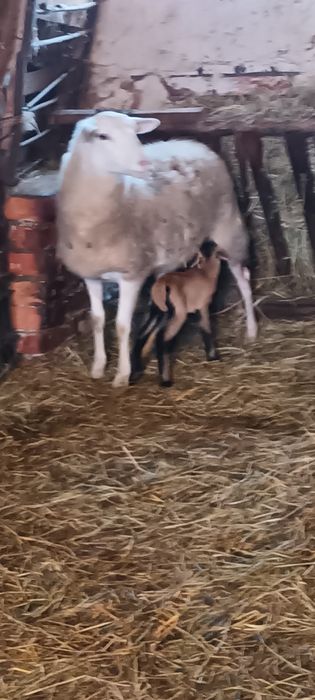 Owce Nolana półtoraroczna z młodym barankiem