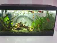 Akwarium , kompletne  z rybkami filtr grzałka oświetlenie