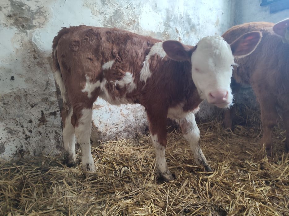 Ciele, cieliczka 2szt