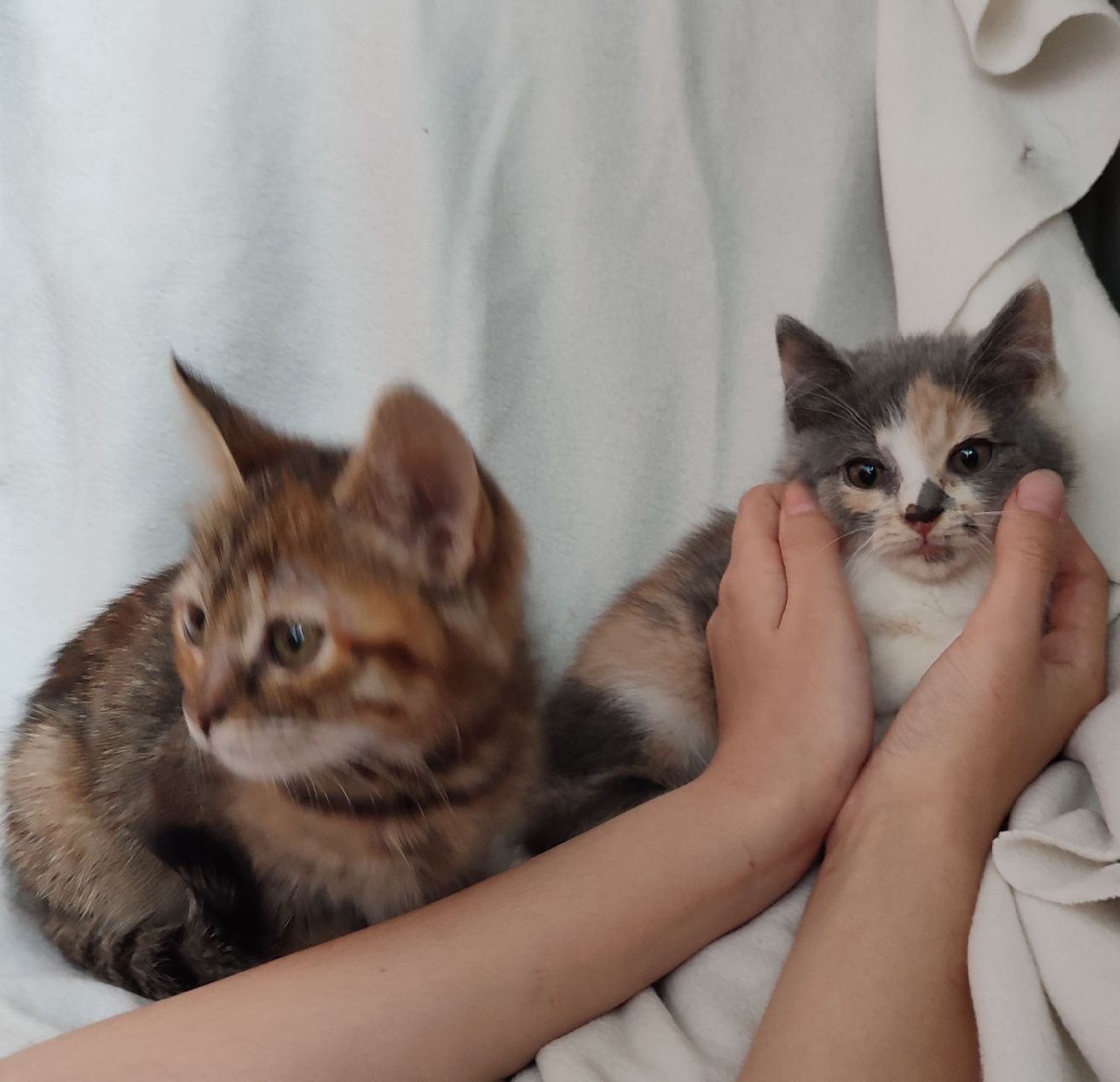 Кошенята в добрі руки