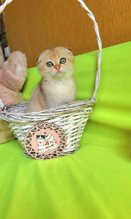 MILASHKI_KITTENS - котики, которые покоряют сердца). Золотая шиншилла.