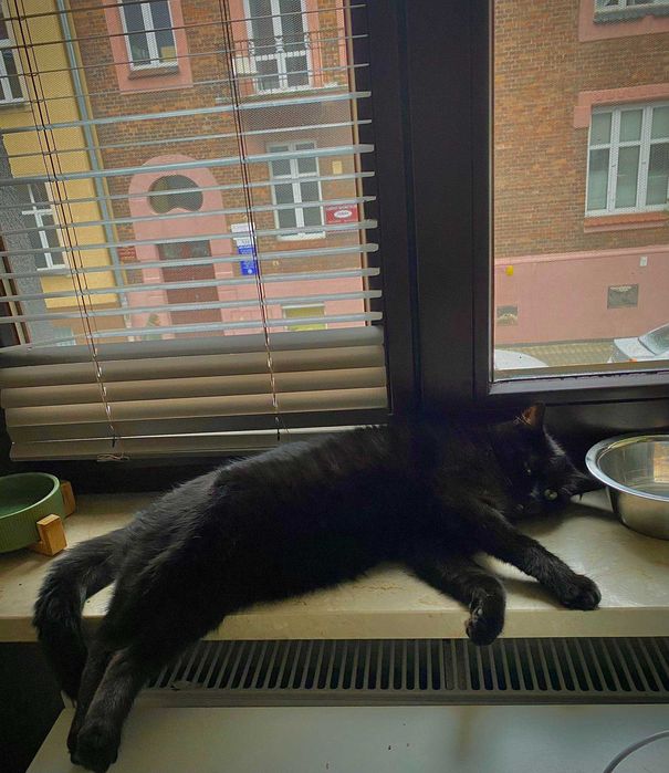 Dzidka szuka domu! Fundacja "Stawiamy na Łapy"