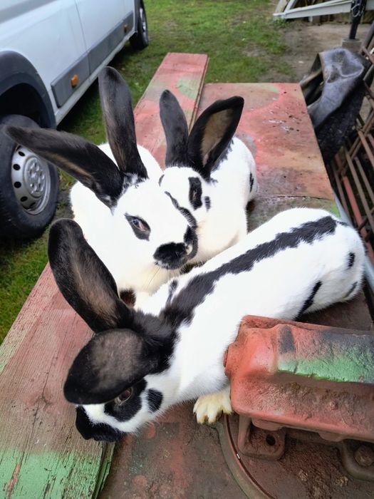 Królik król samica srokacz niemiecki